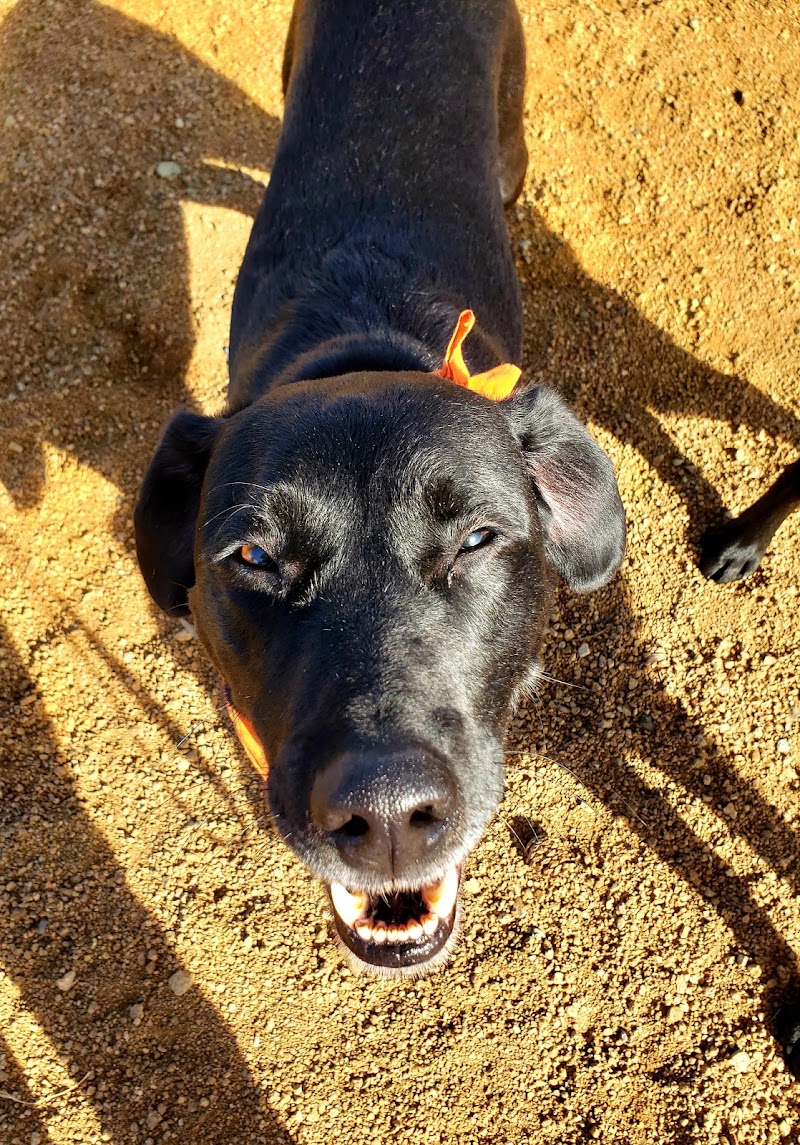 Town of Prescott Valley Dog Park - Prescott Valley, AZ