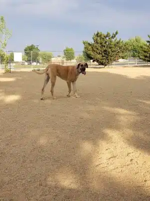 Town of Prescott Valley Dog Park