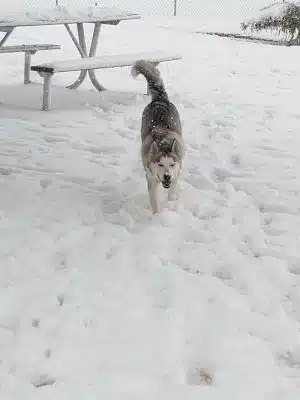 Town of Prescott Valley Dog Park