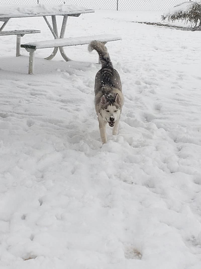 Town of Prescott Valley Dog Park - Prescott Valley, AZ