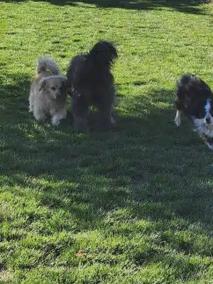 Town of Prescott Valley Dog Park