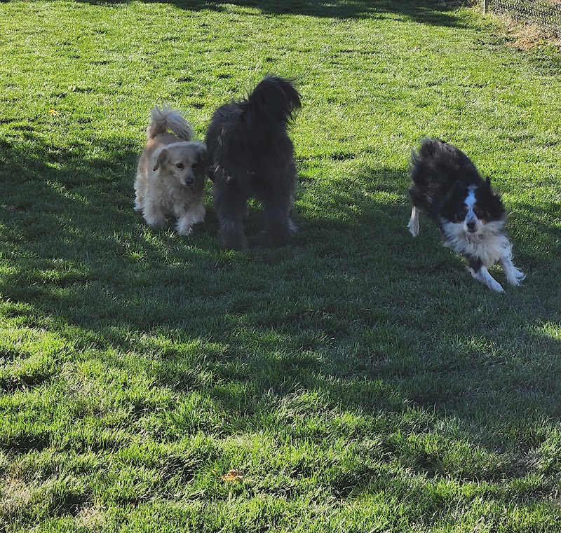 Town of Prescott Valley Dog Park - Prescott Valley, AZ