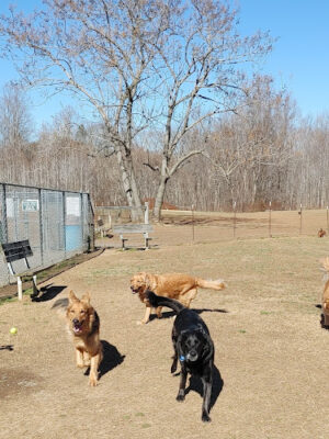Grays Road Dog Park