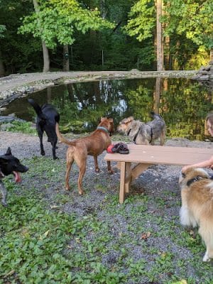 Rocky Top Dog Park (Membership req.)