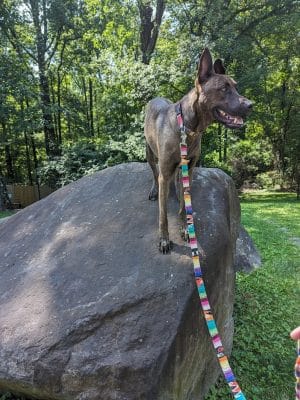 Rocky Top Dog Park (Membership req.)