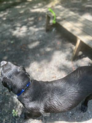 Rocky Top Dog Park (Membership req.)