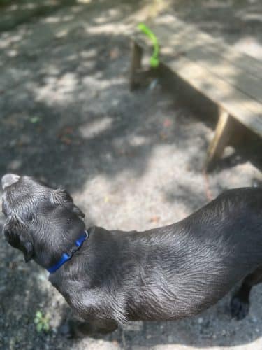 Rocky Top Dog Park (Membership req.)