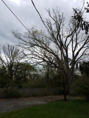 Rocky Top Dog Park (Membership req.)