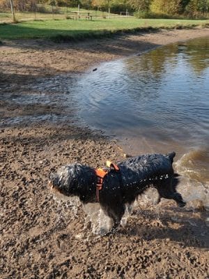 Cleary Lake Dog Park