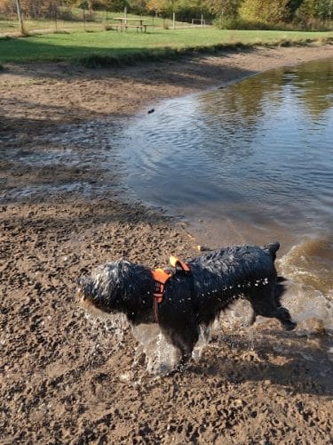 Cleary Lake Dog Park