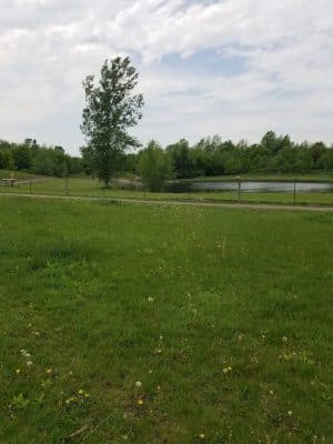 Cleary Lake Dog Park