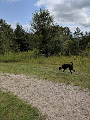 Cleary Lake Dog Park