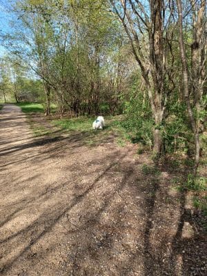 Cleary Lake Dog Park