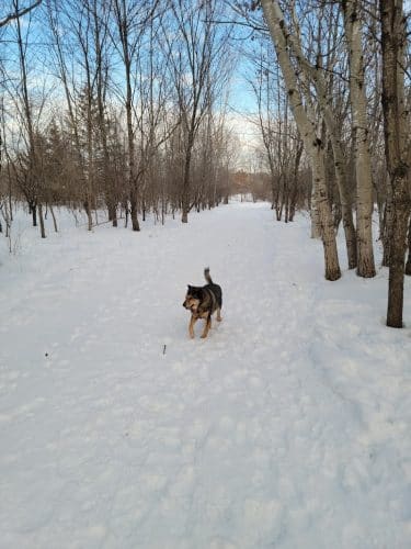 Cleary Lake Dog Park