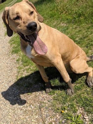 Cleary Lake Dog Park