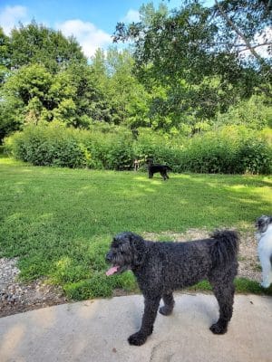 Cleary Lake Dog Park