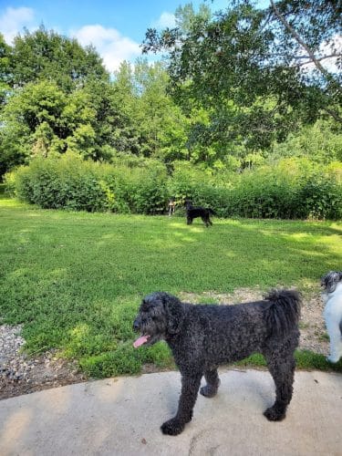 Cleary Lake Dog Park