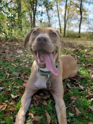 Spring Lake Dog Park