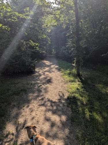 Spring Lake Dog Park