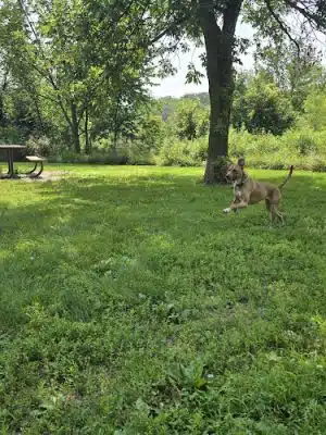 Spring Lake Dog Park