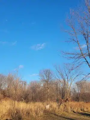 Spring Lake Dog Park