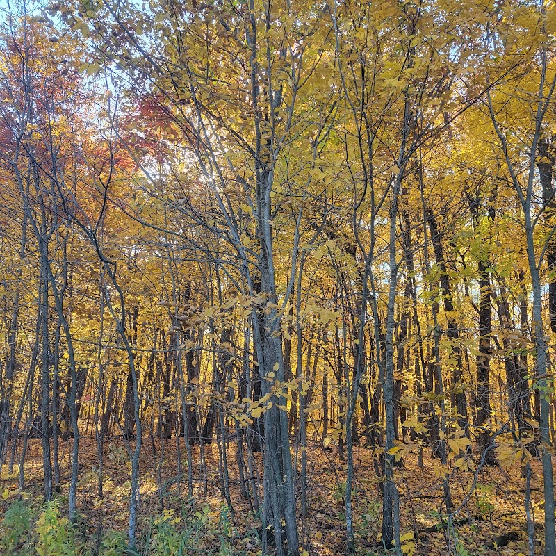 Spring Lake Dog Park - Prior Lake, MN