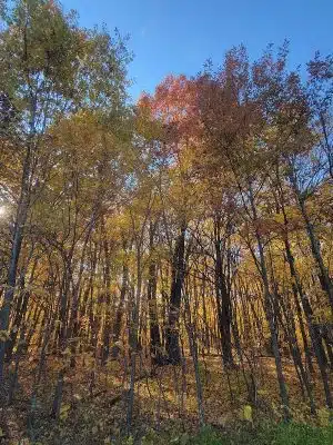 Spring Lake Dog Park