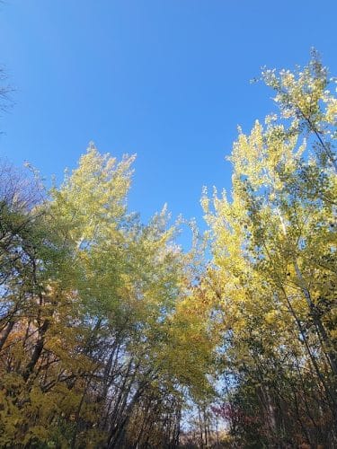 Spring Lake Dog Park