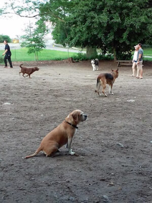 Waterman St. Dog Park