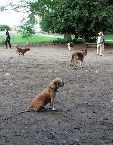 Waterman St. Dog Park