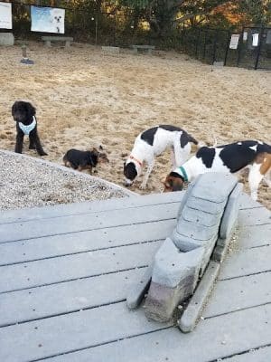 Pilgrim Bark Park - Provincetown, MA