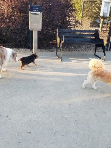 Pilgrim Bark Park