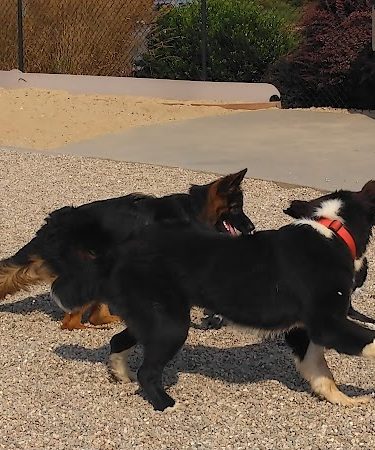 Pilgrim Bark Park