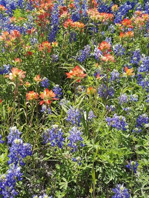 Pecan Point Park