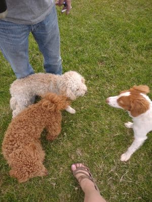 Quartzsite Dog Park - Quartzsite, AZ