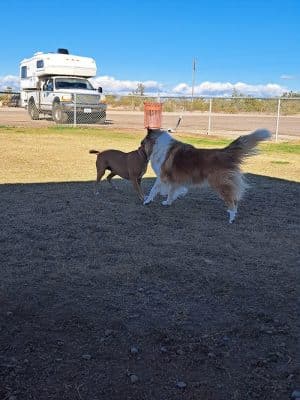 Quartzsite Dog Park - Quartzsite, AZ