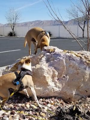 Quartzsite Dog Park - Quartzsite, AZ
