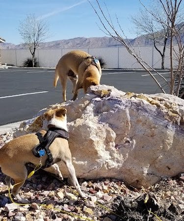 Quartzsite Dog Park - Quartzsite, AZ