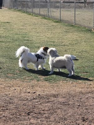 Quartzsite Dog Park - Quartzsite, AZ