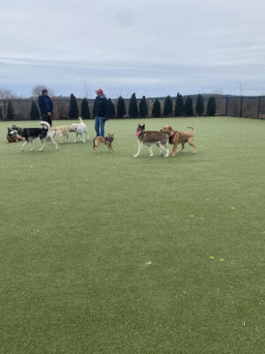 Quincy Dog Park