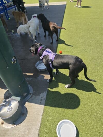 Quincy Dog Park - Quincy, MA