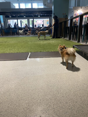 West Street Dog
