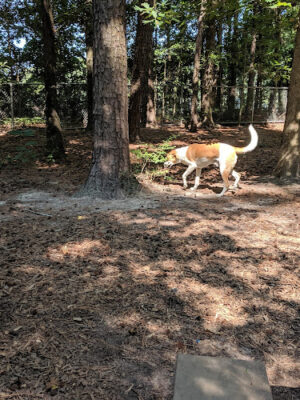 Carolina Pines Dog Park