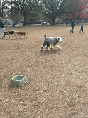 Dog Park at Dix Park