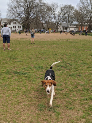 Dorthea Dix Temporary Dog Park - Parking