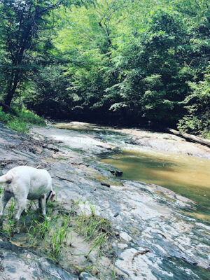 Falls Lake Trail