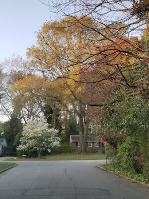 Kaplan Drive Park