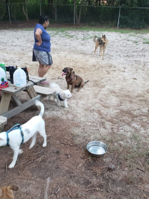 Kensington Park Dog Club