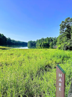 Lake Lynn Loop