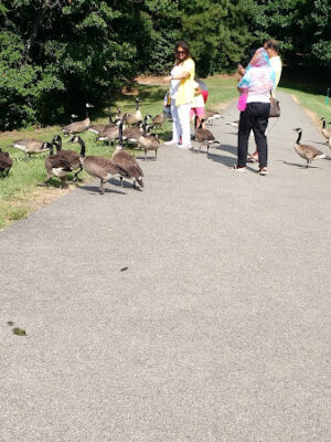 Lake Lynn Park